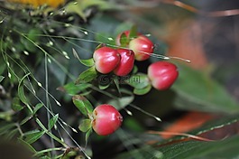 花,開花,紫