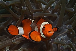 小丑,潛水,魚