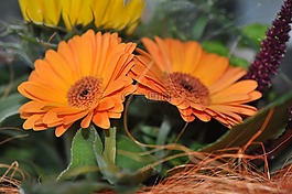 鮮花,性質(zhì),非洲菊