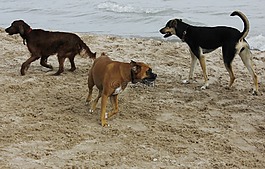 狗,海灘,寵物