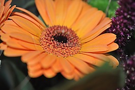黃色,性質(zhì),開花