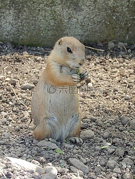 這只松鼠,嚙齒動物,動物