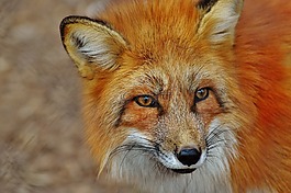 福克斯,wildpark 地點,動物