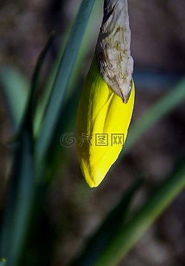 喇叭水仙,芽,春天