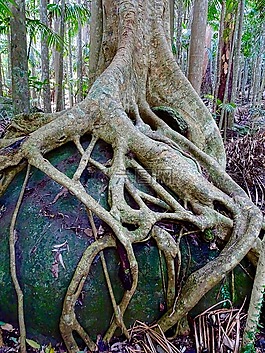 扼殺者無花果,車,樹干