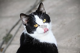 貓,貓科動物,動物