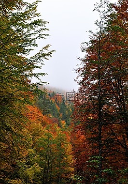 森林,秋,景觀