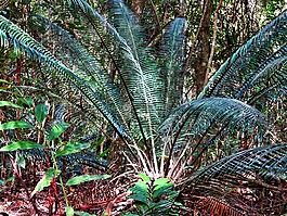 植物,熱帶,異國情調(diào)
