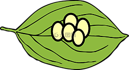 葉,雞蛋,蝴蝶
