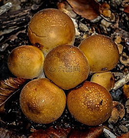 蘑菇,野生,自然