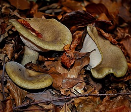 蘑菇,野生,自然