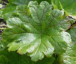 葉,綠色的植物,性質(zhì)