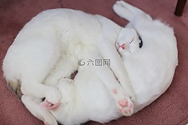 貓,動物,小貓