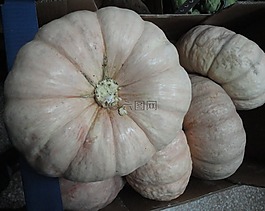 南瓜,品种,南瓜出售