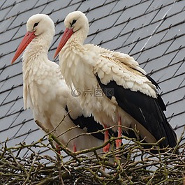 鸛,動物,鳥