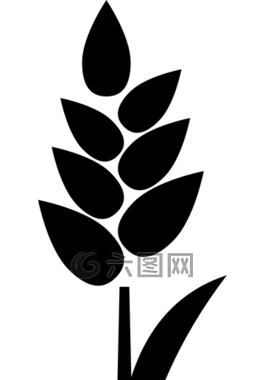 小麥,植物,側(cè)影