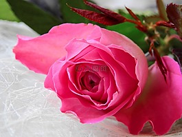 花,玫瑰,開花