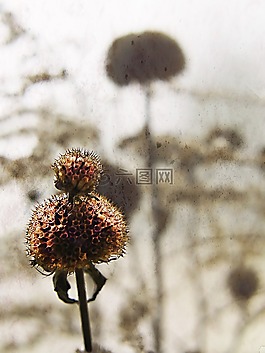 花園,花,夸大了