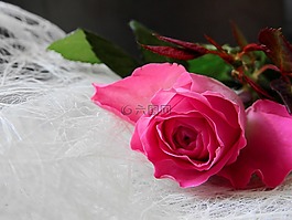 花,玫瑰,開花