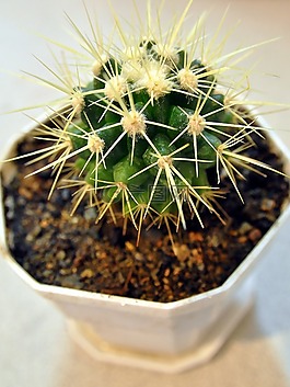 黃金球,echinocactus,金色的仙人球