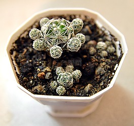 coryphantha,植物,自然