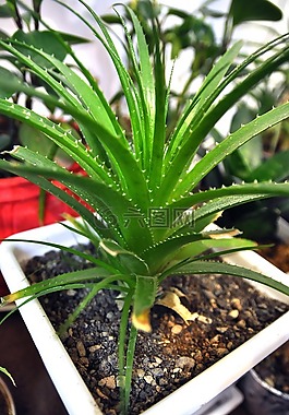 蘆薈,植物,自然