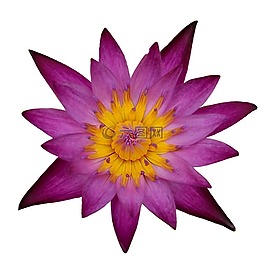 睡蓮,孤立,開(kāi)花