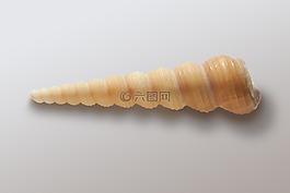蝸牛,海,假期