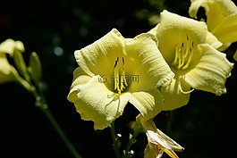 虎,百合,自然