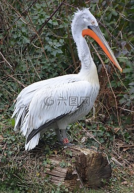 鵜鶘,鳥,動物