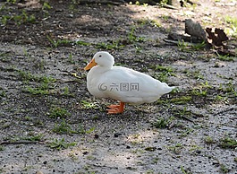 鵝,鳥,自然