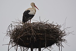 鸛,動物,鳥