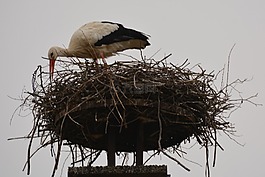 鸛,動(dòng)物,鳥(niǎo)