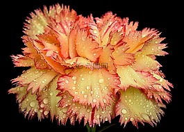 grenadin,雨點,花