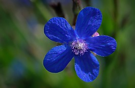 花,藍色,自然