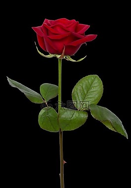 玫瑰,紅色,花