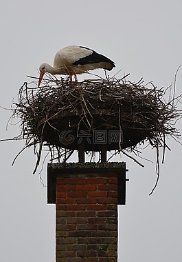 鸛,動物,鳥