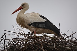 鸛,動物,鳥