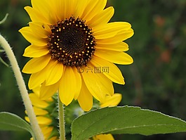 太陽(yáng)花,黃色,花