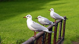 鳥,自然,草