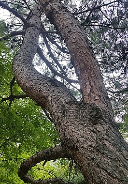 木材,干植物,吠