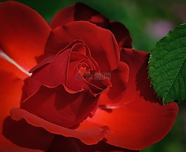 玫瑰,紅色,花
