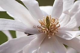 玉兰,开花,布什