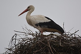 iooievaar,動物,鳥
