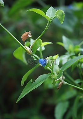 藍色,花,植物