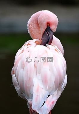 火烈鳥(niǎo),粉紅色,動(dòng)物