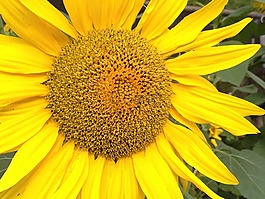 向日葵,花卉,花瓣