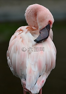 火烈鳥(niǎo),粉紅色,動(dòng)物