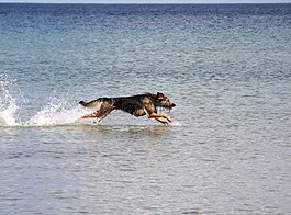狗,波羅的海,海