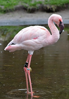 火烈鳥(niǎo),粉紅色,動(dòng)物